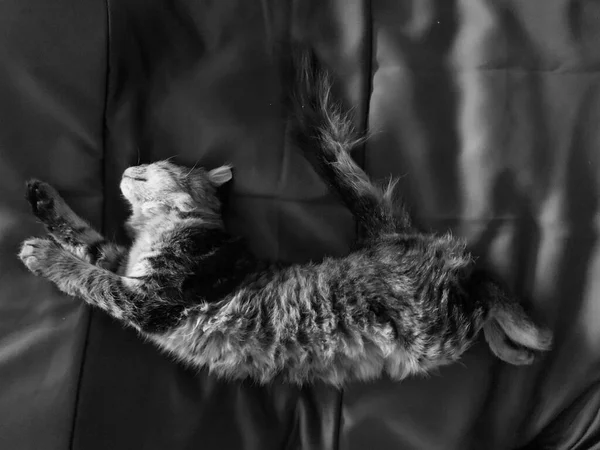 Carino Gatto Grigio Che Dorme Letto — Foto Stock