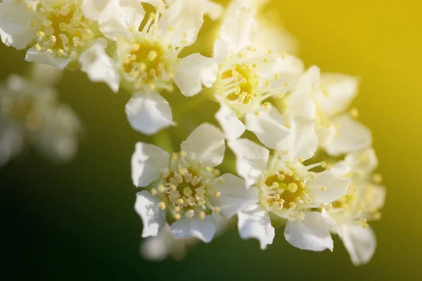 Білі Квіти Дереві Крупним Планом — стокове фото