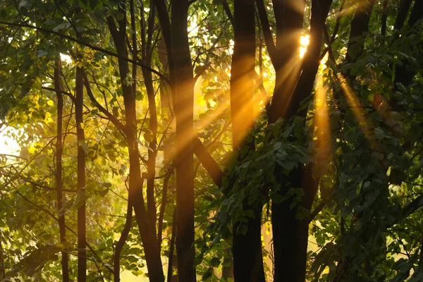 Ηλιαχτίδα Στο Δάσος Ακτινοβολεί Φύλλα — Φωτογραφία Αρχείου