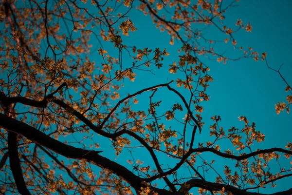 Foglie Autunno Gialle Sull Albero Cielo Blu — Foto Stock