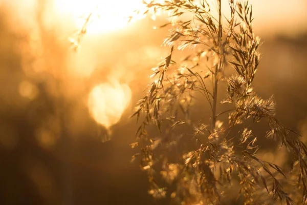 Sahadaki mısır gevreğine yaklaş.