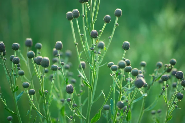 Wildblumen Auf Dem Feld Nahaufnahme — Stockfoto