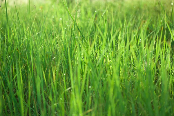 Green Grass Field Blurred Image — Stock Photo, Image
