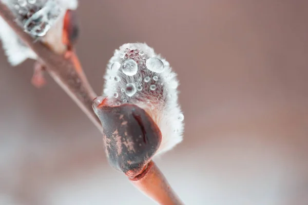 植物への水滴のマクロ撮影 — ストック写真