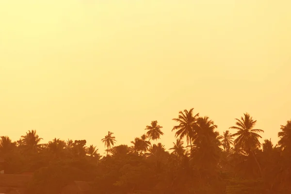 Puesta Sol Sobre Palmeras Puesta Sol Tropical —  Fotos de Stock