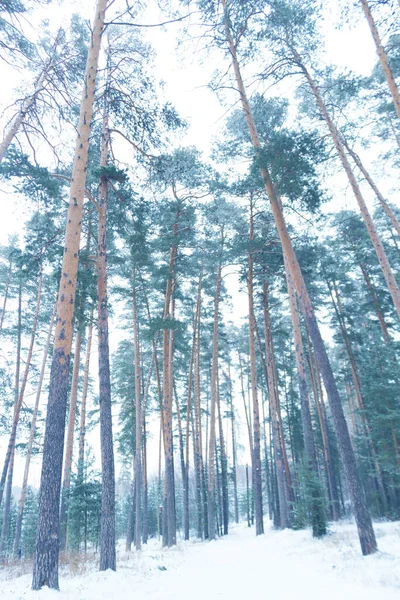 Zimowy Las Sosnowy Obraz Pionowej Orientacji — Zdjęcie stockowe