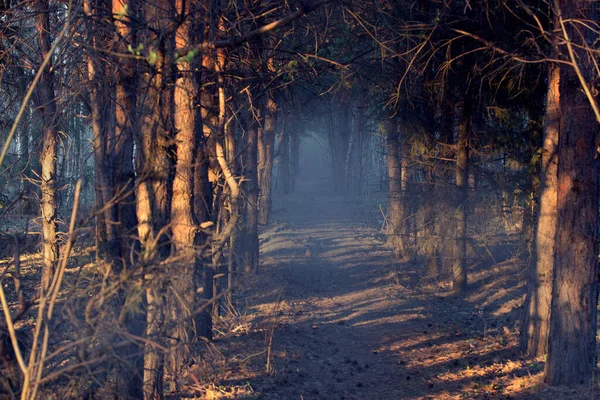 Scary forest landscape. Dark forest