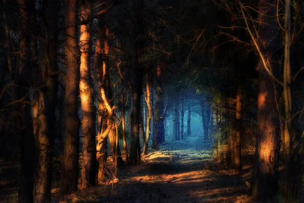 Korkunç orman manzarası. Karanlık Orman
