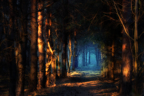 Scary forest landscape. Dark forest