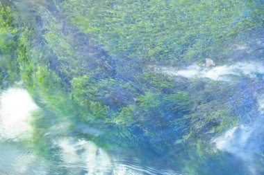 Nehir arka planında sualtı otları