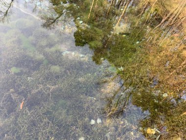 Göl yüzeyindeki çam ağacı ormanının yansıması.