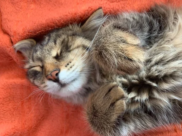 かわいい猫ポートレートオン赤毛布 — ストック写真