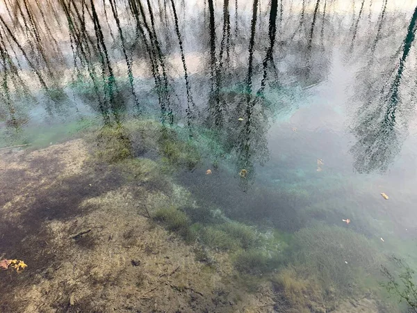 Reflexion Des Kiefernwaldes Auf Der Oberfläche Des Sees — Stockfoto