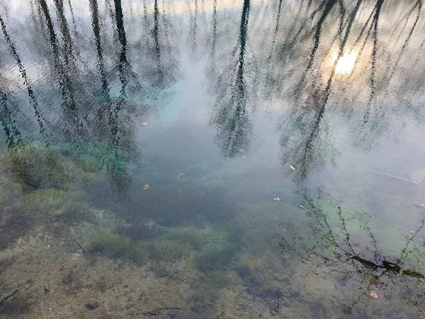 Reflexion Des Kiefernwaldes Auf Der Oberfläche Des Sees — Stockfoto