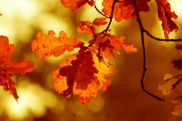 Herfst Gouden Bladeren Getinte Afbeelding — Stockfoto