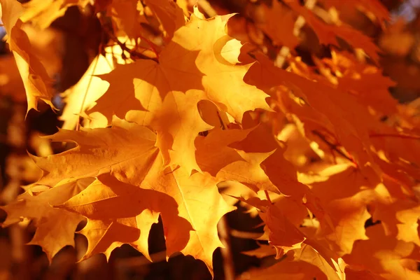 秋の紅葉 トーン画像 — ストック写真