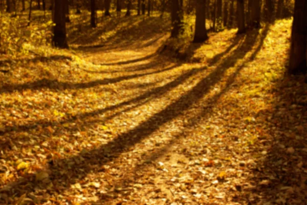 Floresta Outono Desfocada Parque Outono — Fotografia de Stock