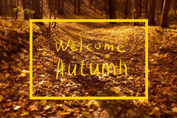 秋の森のぼかし 秋の公園 — ストック写真