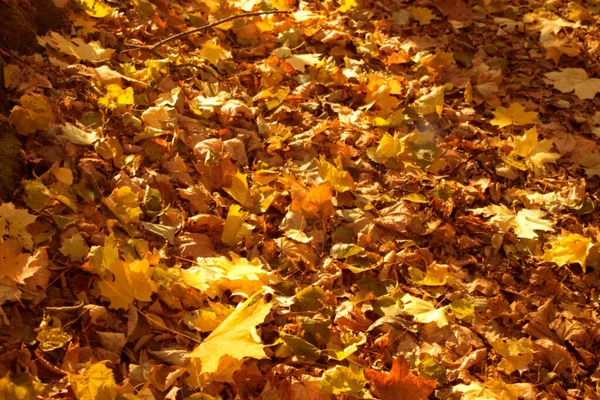 Folhas Douradas Outono Fundo Desfocado — Fotografia de Stock