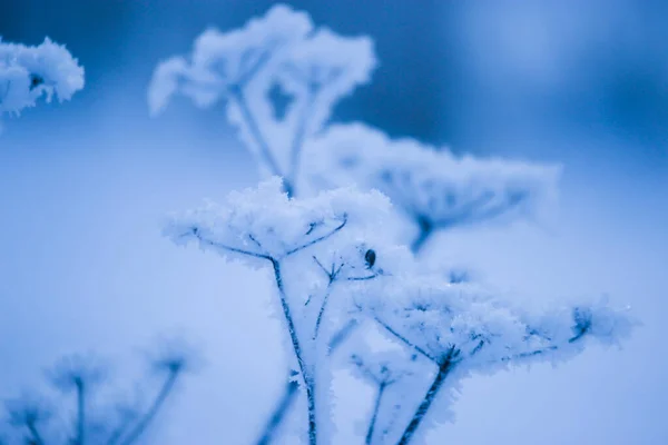 Bevroren Plant Het Bos Getinte Afbeelding — Stockfoto