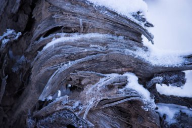 Ormanda donmuş bir bitki. Tonu ayarlanmış resim