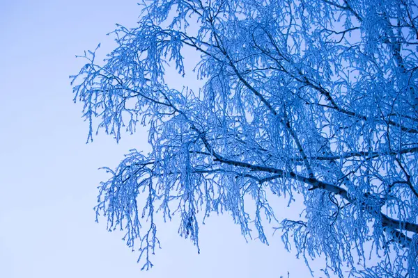 Kış Ormanının Tonlu Görüntüsü Soğuk — Stok fotoğraf