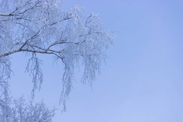 Image Tonique Forêt Hivernale Froid — Photo