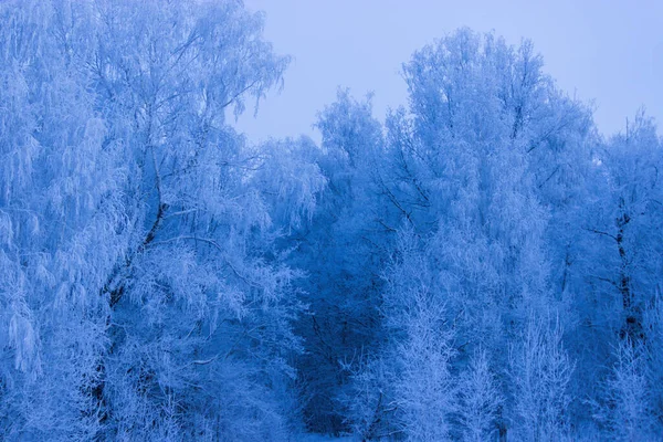 Imagem Tonificada Floresta Inverno Frio — Fotografia de Stock