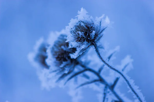 Bevroren Plant Het Bos Getinte Afbeelding — Stockfoto