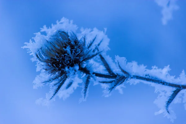 森の中の冷凍植物 トーン画像 — ストック写真