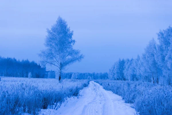 Imagem Tonificada Floresta Inverno Frio — Fotografia de Stock