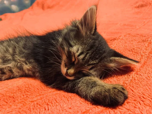 红毛毯上的可爱猫肖像 — 图库照片