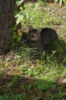 Genç tabby yavru kedi 