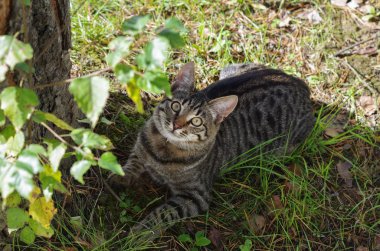 Genç tabby yavru kedi 