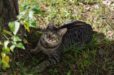 Genç tabby yavru kedi 