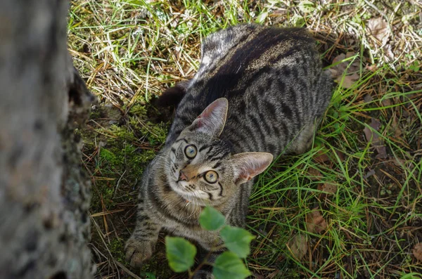 Young tabby kitten — Stock Photo, Image