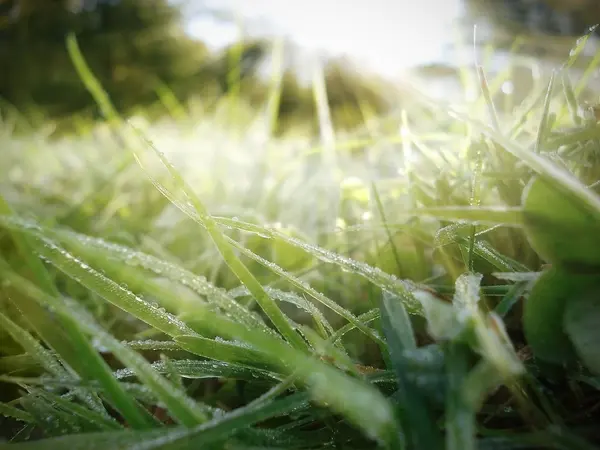 Hierba verde helada en los rayos del sol — Foto de Stock