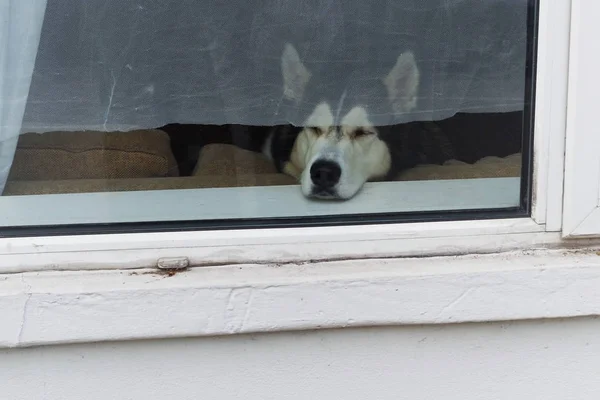 Husky chien penché tête sur le rebord de la fenêtre — Photo