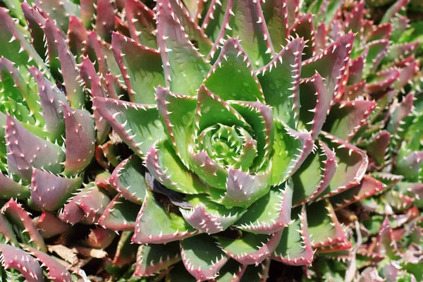 Aloe vera növény — Stock Fotó