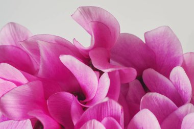 Siklamen çiçeği pembe