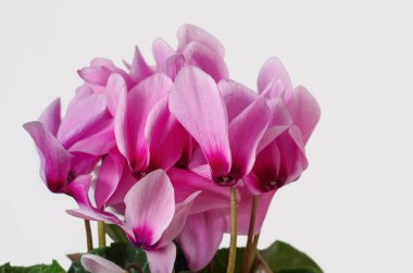 Siklamen pembe çiçekler
