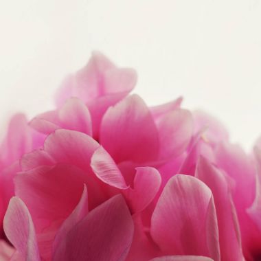 Siklamen çiçeği pembe