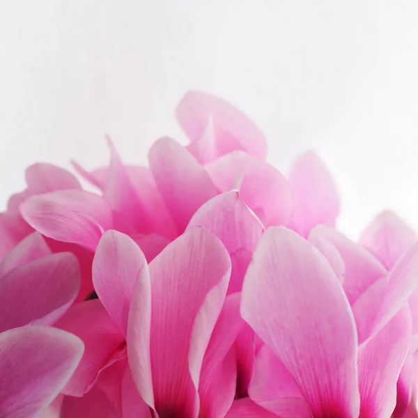Цикламен розовый цветок — стоковое фото