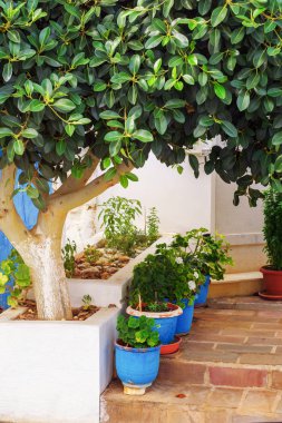 Bitki saksı içinde yol pipal ağacının altında süslenmiş