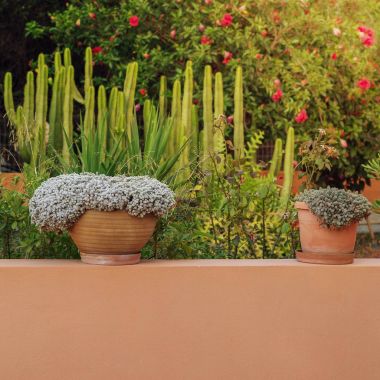 Bir Yunan köyde bir duvarda duran bir saksı içinde büyüyen bitkiler