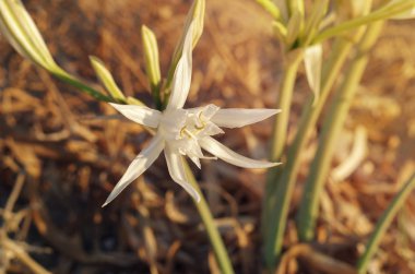 Perulu nergis. Ismene çiçek mal Crete Denizi üzerinde