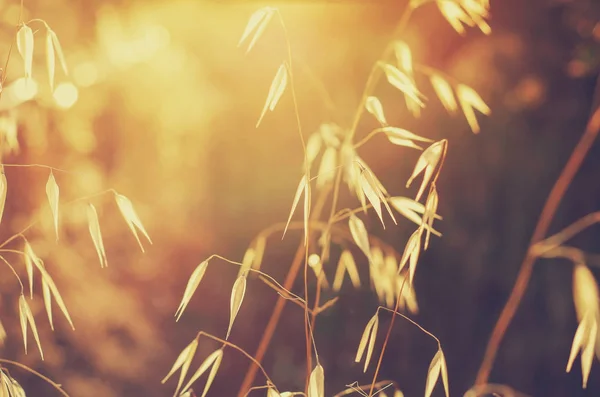 El sol brillando a través de la hierba. Avena silvestre. Avena fatua . — Foto de Stock