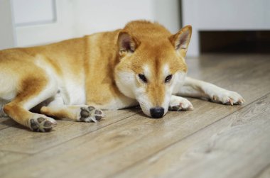 zemin üzerinde, Shiba inu köpek döşeme
