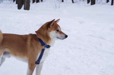 Shiba Inu köpek kar üzerinde