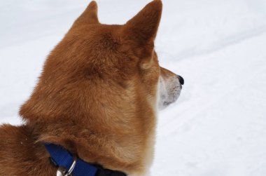 Shiba Inu köpek kar üzerinde